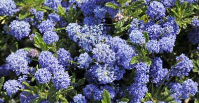 California Lilac